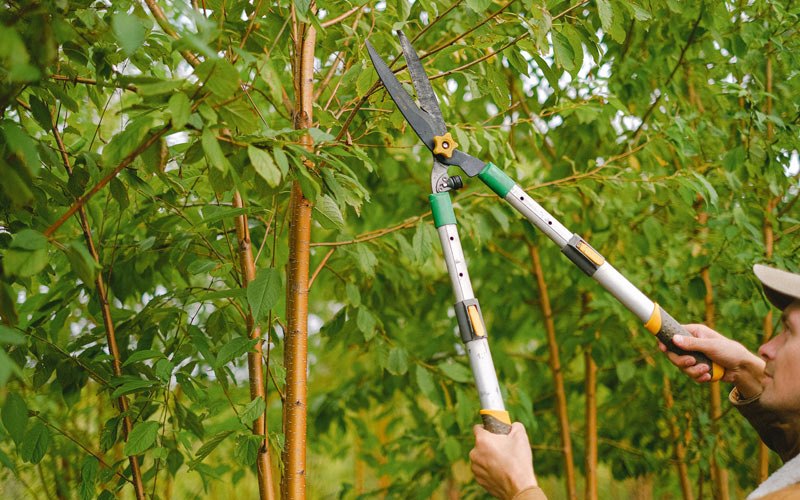 Tree trimming in Bridgeport, WA