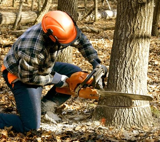 Tree Removal in Bridgeport, WA